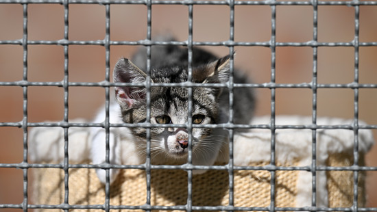 Hessen: Mehr Anzeigen wegen Verstößen gegen das Tierschutzgesetz