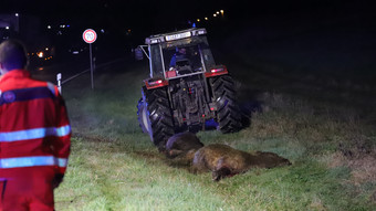 Rinder verursachen Autounfall bei Reinheim - Zwei Menschen verletzt