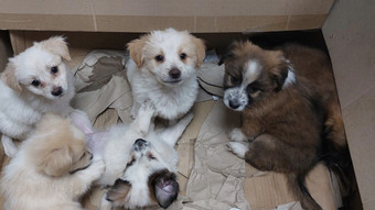 Ausgesetzte Hundewelpen aus Biebergemünd haben bald neues Zuhause
