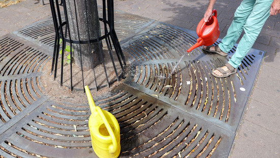 Hessens Stadtbäume leiden unter Klimawandel