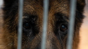 Frau hält 20 Hunde in einer Wohnung: Tierwohl-Prozess in Gießen