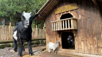 Tiere haben Frühlingsgefühle: Einige Tierbabys im Wildpark Gersfeld