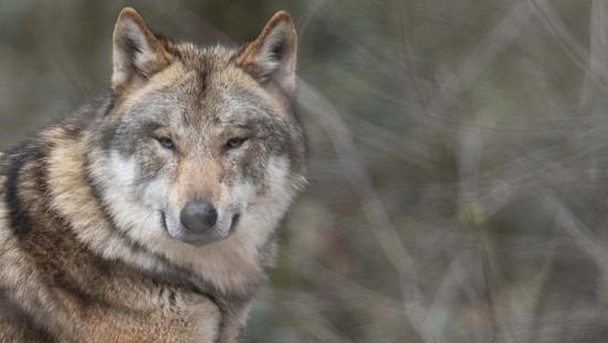 Wolfsattacke bei Ehringshausen? Acht Damhirsche gerissen
