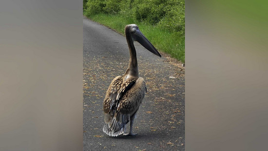 Wo kommt der denn her? Pelikan in Loshausen gesichtet