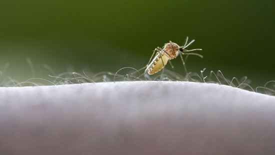 Vier Malaria-Fälle am Flughafen Frankfurt: Wie es dazu kam