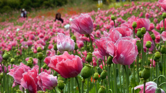 Pinkes Blütenmeer zieht Touristen an: Mohnblüte in Germerode beginnt