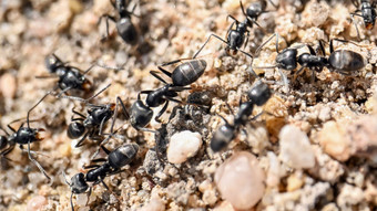 Invasive Ameisenart: Superkolonie in Offenbach, Plage in Pfungstadt