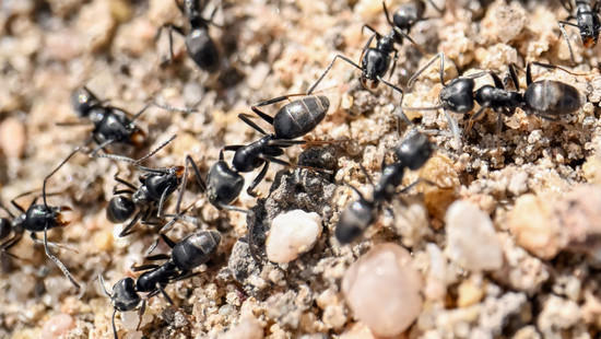 Invasive Ameisenart: Superkolonie in Offenbach, Plage in Pfungstadt