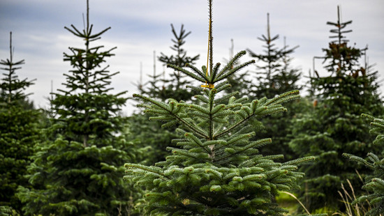 Trotz Inflation: Preise für Weihnachtsbäume bleiben in Hessen stabil