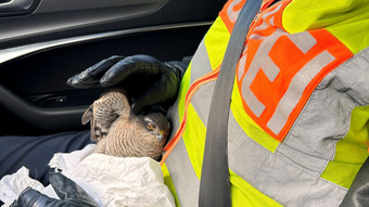Greifvogel auf A61 gerettet: Polizei nutzt kurioses Mittel