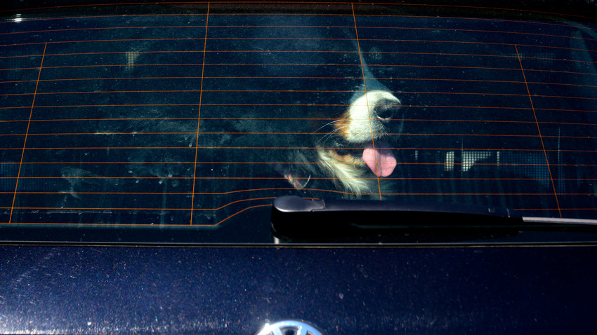 Besitzer beim Shoppen: Hunde bei Hitze im Auto - ein Tier tot