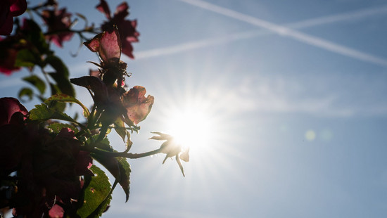 Hitzerekord für Hessen mit 40,3 Grad