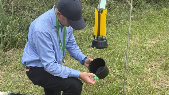Japankäfer-Alarm im Kreis Groß-Gerau: Behörden erlassen Aktionsplan