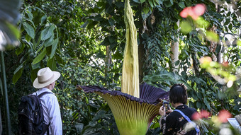 Seltene Knolle aus Botanischem Garten in Göttingen gestohlen