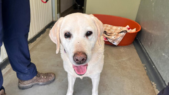 Gestohlener Hund nach sieben Jahren mit Besitzern vereint