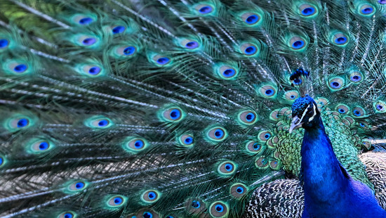 Pfau auf Abwegen: Polizei sucht und findet Besitzer