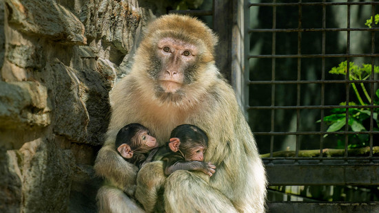 Kleine Sensation im Opel-Zoo: Affen-Zwillinge geboren