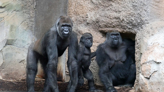 Dreifachzuwachs bei Gorillas im Frankfurter Zoo