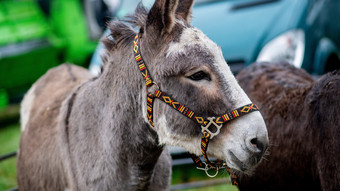 Geschlagene Esel und zerstörte Deko auf Weihnachtsmarkt