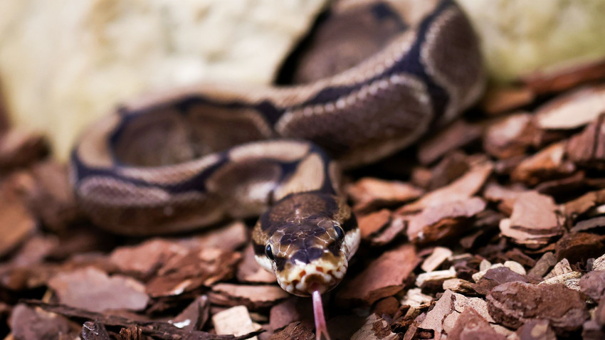 Pythons in der Unterwäsche: Schmuggler in Bangkok gefasst