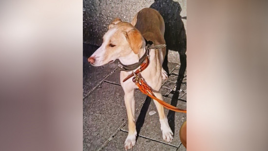 Unfall auf A7 bei Fulda: Verängstigter Hund flüchtet - Wo ist Malou?