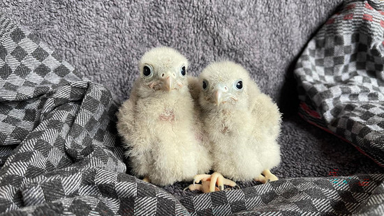 Gießen: Hitze hat Wildvögeln zugesetzt - Tierklinik am Limit