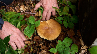 Pilzsaison in Hessen in vollem Gang: von Fichten-Reizker bis Parasol