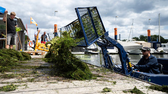 Wasserpest im Schiersteiner Hafen in Wiesbaden