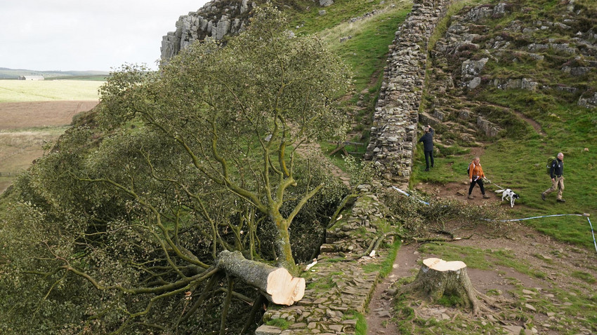 Robin-Hood-Baum Fällen: Täter müssen jahrelang in Haft