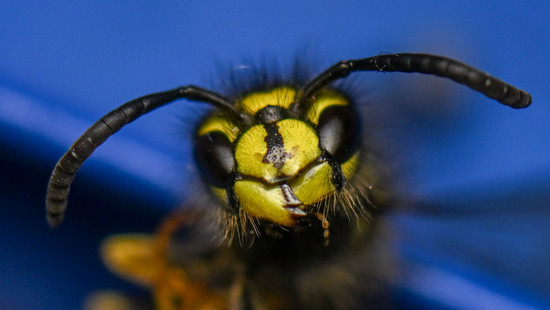 Tipps vom Naturschutz: Was tun bei Wespen im Sommer