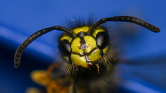 Tipps vom Naturschutz: Was tun bei Wespen im Sommer