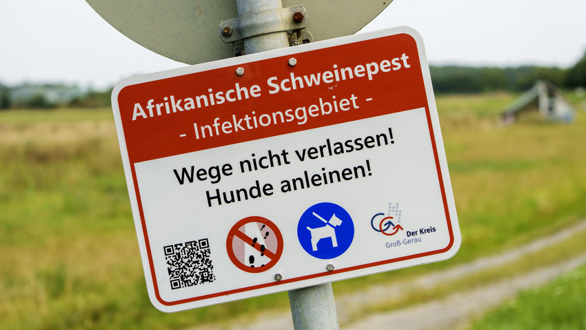 Kreis Groß-Gerau lockert Maßnahmen gegen Afrikanische Schweinepest