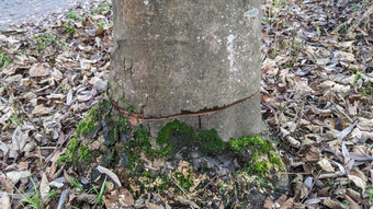 Groß-Zimmern: Bäume an Weg zum Reinheimer Teich angesägt
