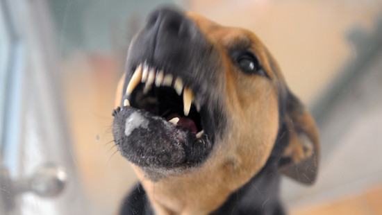 Polizist greift ein: Hund beißt 3-Jährigen in Wackernheim