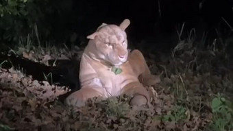 Puma-Alarm in Frankfurt: Polizei entdeckt Kuscheltier in Park