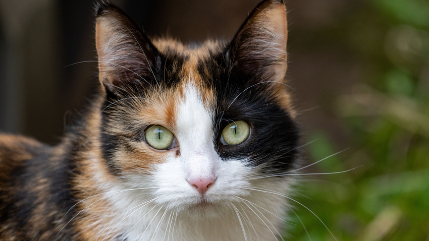 Tierheim in Fulda-Hünfeld schlägt Alarm: Zu viele Katzen