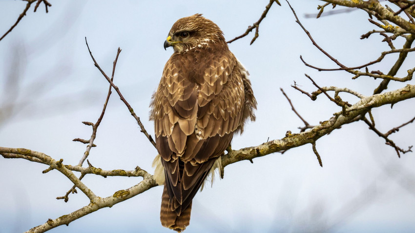 Mäusebussard in Wabern mit Schrotkugel erschossen