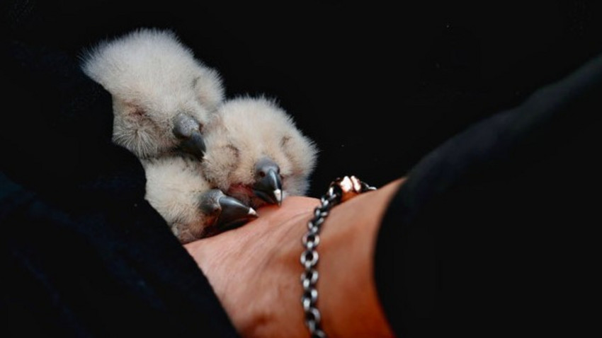 Uhu-Familie in Marburg: NABU rettet drei geschwächte Küken
