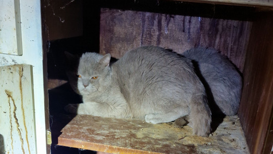 Rhein-Pfalz-Kreis: 22 Katzen aus Wohnung gerettet