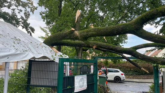 Schweres Gewitter trifft Hattersheim: Baum im Tierpark umgestürzt