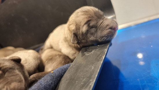 Ausgesetzte Hundewelpen in Vellmar: Ein Tier trotz Rettung gestorben