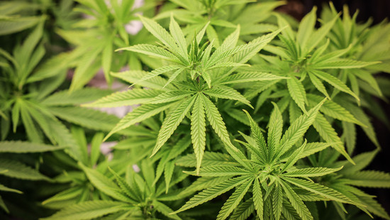 Cannabis-Legalisierung: Richterbund fordert Nachbesserung