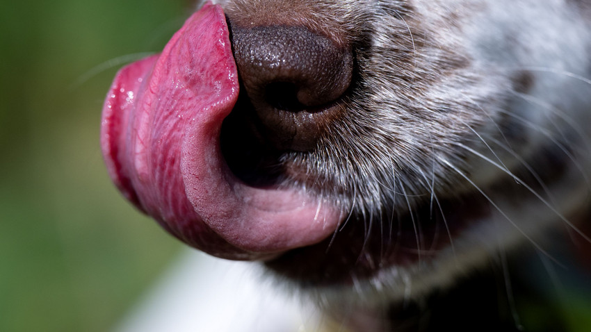 Hund beißt neun Monate altes Baby auf einem Parkplatz in Fulda