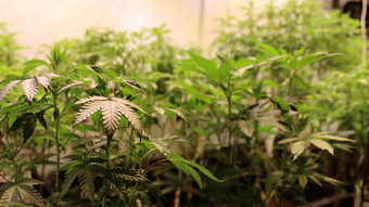 Kiloweise Drogen: Zoll Frankfurt zerschlägt Darknet-Bande