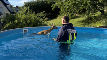 Tierischer Ausflug in Aßlar: Feuerwehr rettet Reh aus Pool