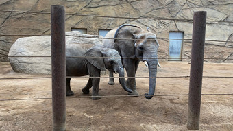 Opel-Zoo in Kronberg erwartet Elefantenbaby