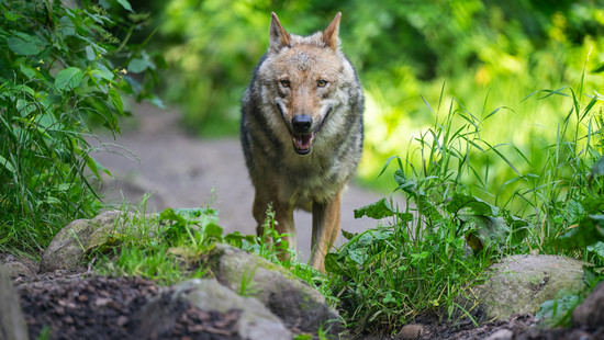 Gefahr im Naturgebiet Utrecht: Wolf erschreckt Besucher und beißt Kind