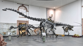Nach Brand: Senckenberg Museum in Frankfurt bis Freitag geschlossen
