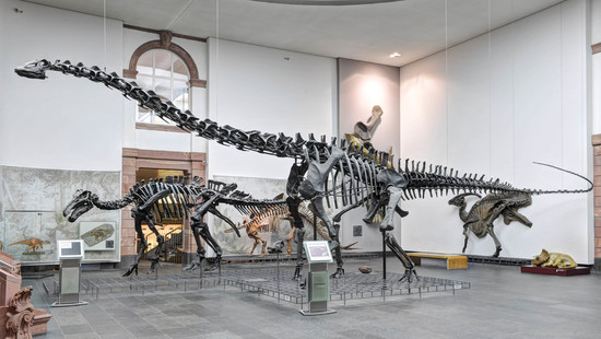 Nach Brand: Senckenberg Museum in Frankfurt bis Freitag geschlossen