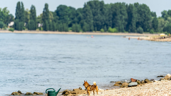 Badeunfälle: Drei Tote aus dem Rhein in Südhessen geborgen